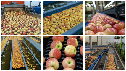 Apple Production and Processing - Photo Collage. Apple Washing, Grading, Sorting  and Packing Line....