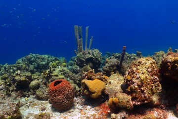 Vivid colorful coral reef with tropical corals, sea sponges and fish. Healthy underwater ecosystem, photo from scuba diving. Wild marine life, fish and reef in the ocean.