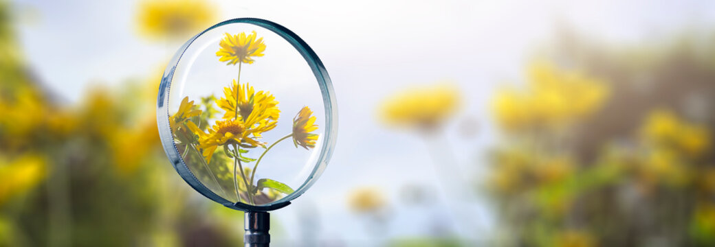 beautiful yellow flowers in spring focused with a magnifying glass with a blue sky