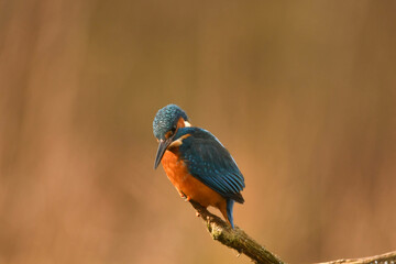 Eisvogel 