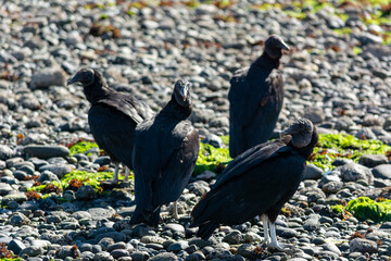4 jotes de cabeza negra (Coragyps atratus)