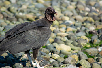  Jote de cabeza negra (Coragyps atratus)