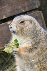 prairie dog eating