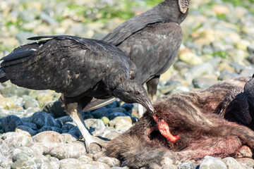  Jote de cabeza negra (Coragyps atratus) alimentandose.