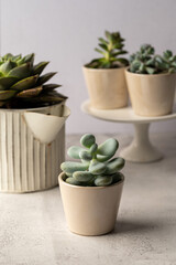 Many succulent plants, indoor potted plant. Beautiful succulents.