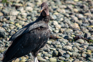  Jote de cabeza negra (Coragyps atratus)