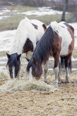 Two Indian style quarter horses grazing hay during winter time - obrazy, fototapety, plakaty