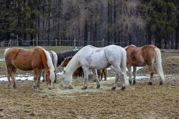 Horses on pasture in countryside, multiple animals, different colours - obrazy, fototapety, plakaty