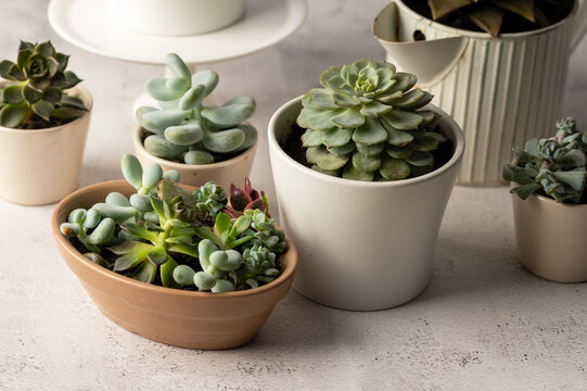 Many succulent plants, indoor potted plant. Beautiful succulents.