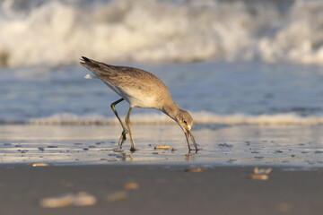 willet digging for food in the sand waves crashing in the background