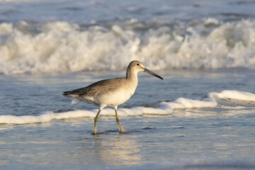 willet walking in the waves at the beach