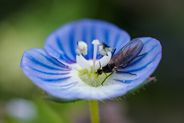 Un insecto de apenas 3mm alimentándose de una flor, gracias al increíble objetivo Zuiko 90mm 3.5...