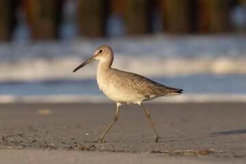 willet walking at the beach waves in the background