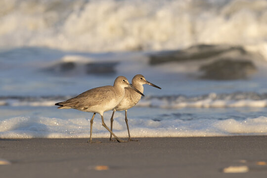 willet pair walking the beach waves