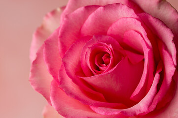 Closeup pink rose flower, abstract feminine background