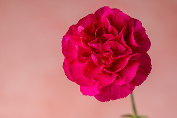 Feminine abstract, pink background with copy space. Red carnation fresh flower