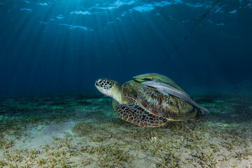 Horizontal photo during diving with green turtle and two yellow remoras on its back in the deep Red Sea of Egypt