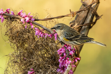 Closeup of Yellow-rumped Warbler Perched on Red-bud branches