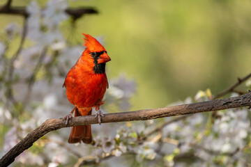 Male Cardinal Perched on Branch in Cherry Tree