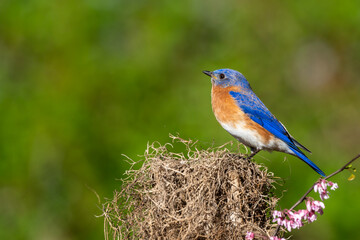 Bluebird Perched on Spanish Moss