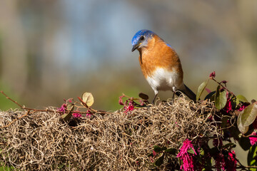 Bluebird Perched on Spanish Moss