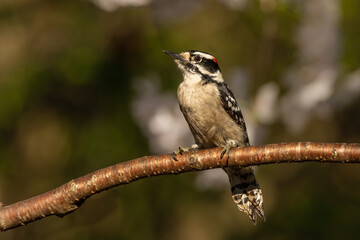 Downy Woodpecker Perched on Branch of Cherry Tree