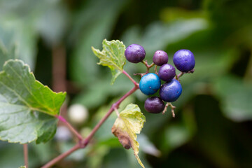 Creeper Ampelopsis heterophylla . Called Porcelain berry, Amur peppervine and Wild grape. Another scientific name is Ampelopsis grandulosa var. brevipedunculata