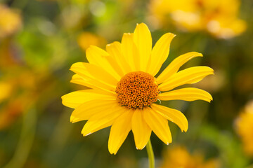Heliopsis helianthoides, false sunflower, in bloom. A beautiful yellow flower on a yellow blurry background. Floral summer background