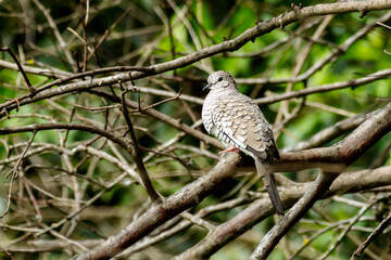 A Scaled Dove also know as Rolinha feeding on the lawn. Species Columbina squammata. bird lover. Birdwatching. Birding. Animal world.