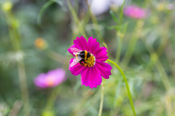 Bumblebee covered in Pollen on a cosmos flower