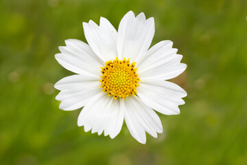 White cosmos flower blossom in grass, summer
