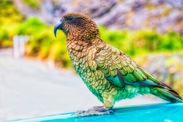 NZ Milford Sound Kea bird side