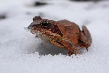 Foto op Canvas A red grass frog on snow in February © Gonzalo