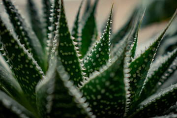 close up of aloe vera plant