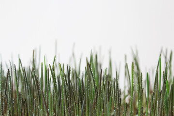 green grass isolated on white. grass sprouts and dew drops