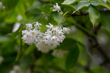 A closeup shot of bell-shaped, fragrant buds and flowers of the Staphylea Pinnata amid green leaves