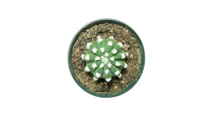 Little cactus with transparent background