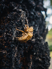Cicada shell on a tree