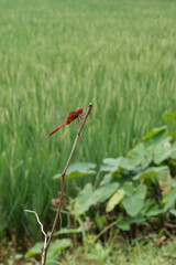 The red dragonfly is a species of dragonfly in the Libellulidae family