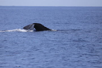 Fototapeta premium Retour en profondeur