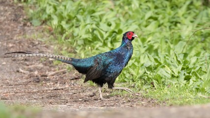 Pheasant /Phasianus colchicus