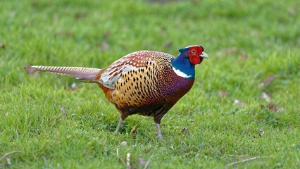 Pheasant /Phasianus colchicus