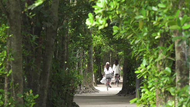 沖縄の備瀬のフクギ並木とサイクリングをする観光客