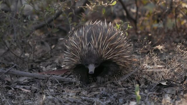 Short-beaked Echidna - Tachyglossus aculeatus in the Australian bush, known as spiny anteaters, family Tachyglossidae in the monotreme order of egg-laying mammals, pokes and feeds on ants and walks. 