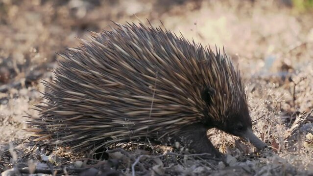 Short-beaked Echidna - Tachyglossus aculeatus in the Australian bush, known as spiny anteaters, family Tachyglossidae in the monotreme order of egg-laying mammals, pokes and feeds on ants and walks. 