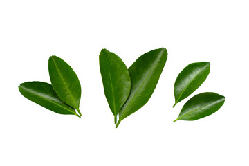 Fresh citrus leaves on white background.