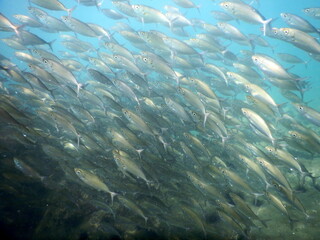 Costa Rica Pacific sea life