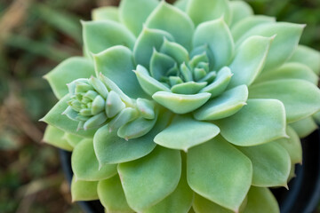 Succulent rosette with green leaves, close-up. Large echeveria for publication, poster, calendar, post, screensaver, wallpaper, postcard, banner, cover, website. High quality photo