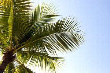 Coconut palm trees with blue sky