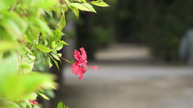 沖縄のハイビスカスと備瀬のフクギ並木